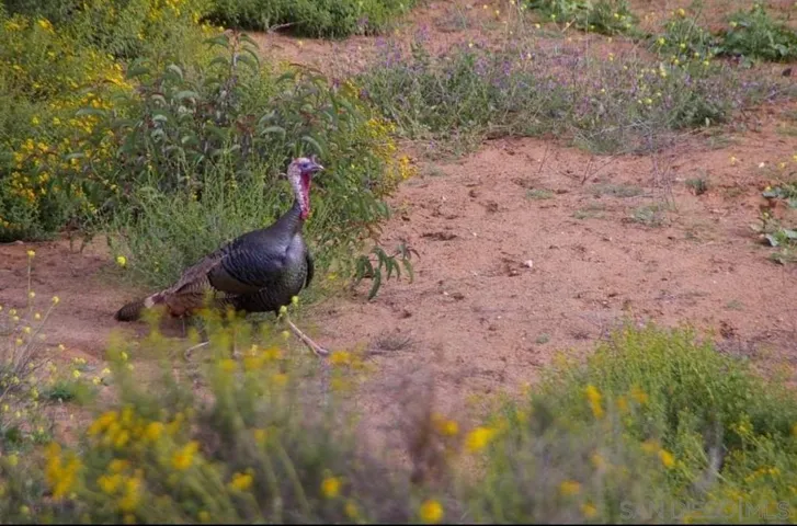 Some of the neighbors are Real TURKEYS!