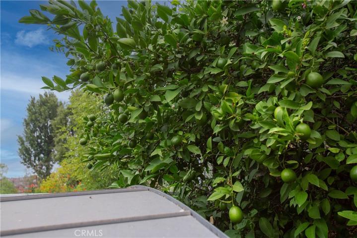 Lime Tree