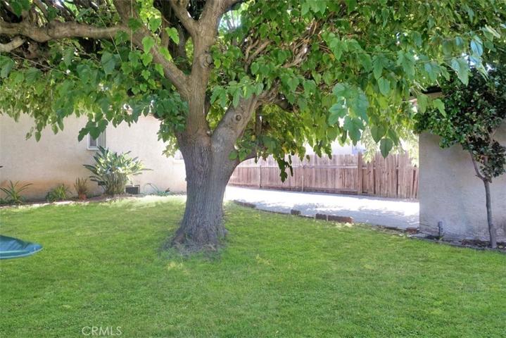 Backyard tree