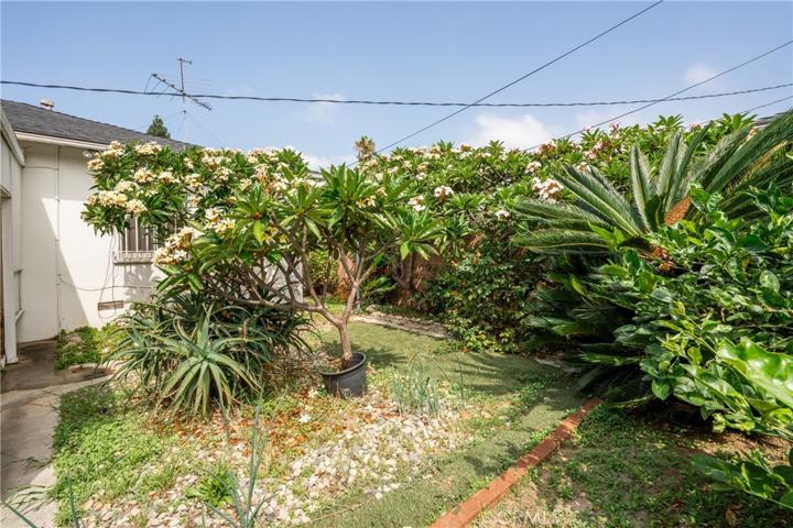 Plumeria and more
