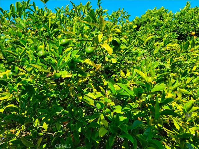 No camera saturation tricks here:  these are two very healthy trees!