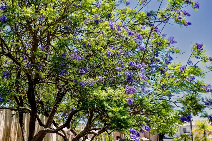On the side front yard are 2 beautiful Jacaranda flowering trees, they can bloom twice a year, The stone wall for privacy