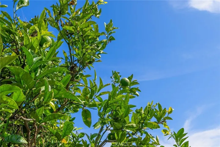 Citrus Trees