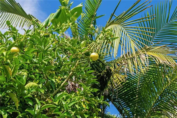 Citrus Trees