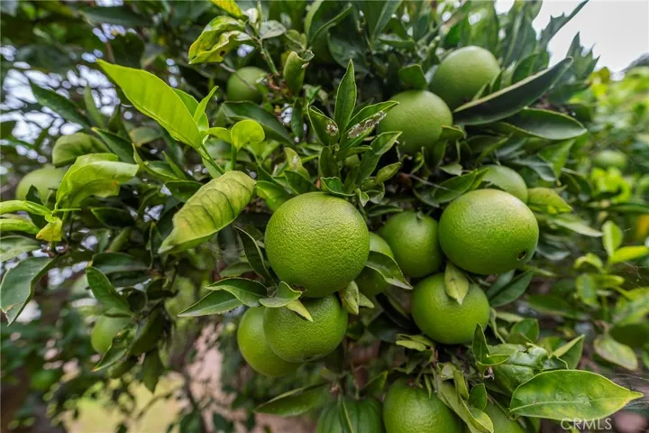 Citrus tree