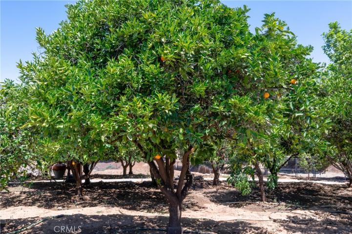 YOUR OWN ORCHARDS