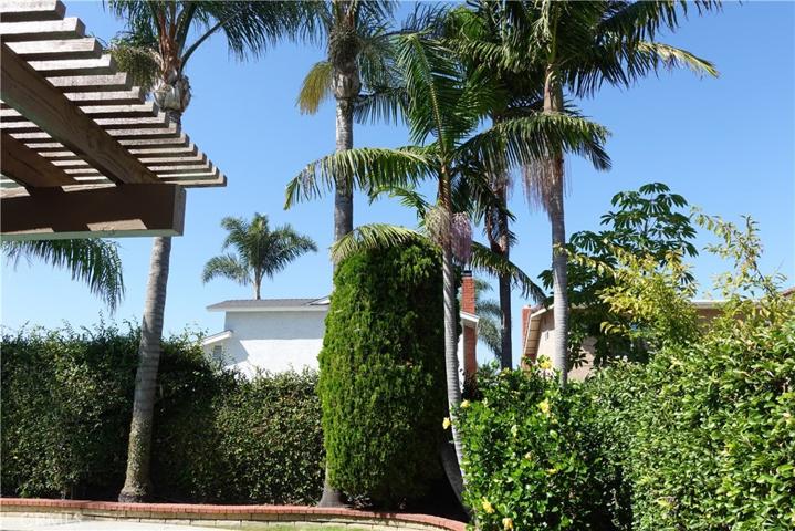 Mature Palm Trees
