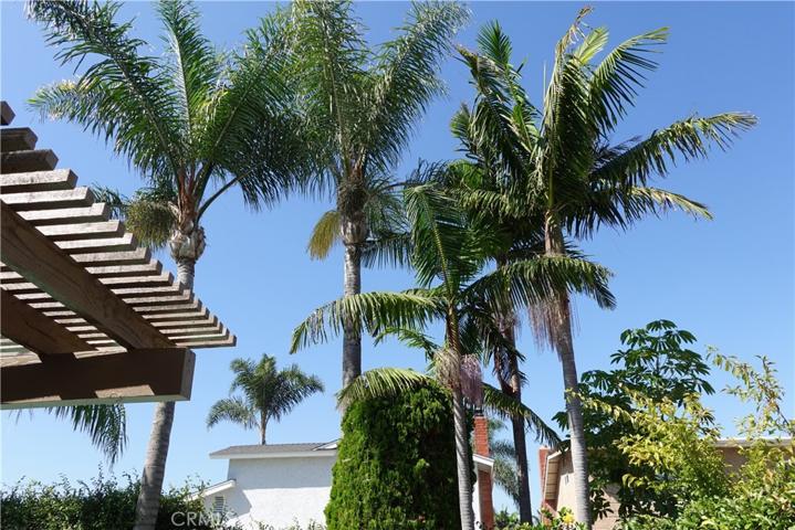 Mature Palm Trees 2