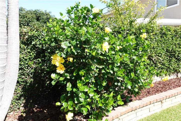 Rear Yard Plants