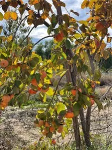 44705 Us Highway 371, Aguanga, California 92536