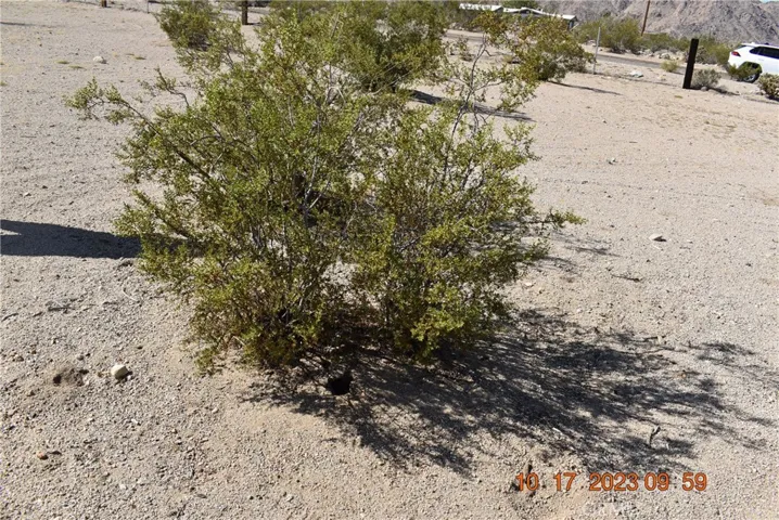 Bush on lot being sold WITH the house as one parcel.