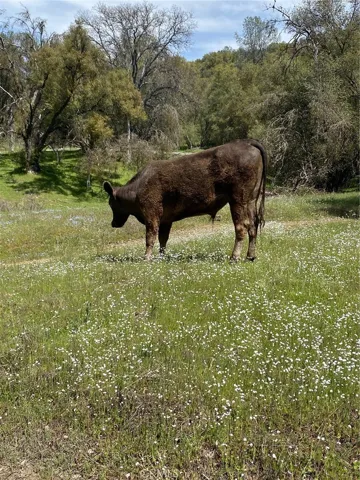 3980 Indian Peak Road, Mariposa, California 95338