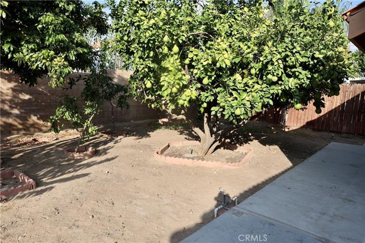 Fruit trees in backyard