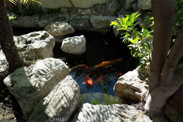 The koi pond has very friendly and mature koi.