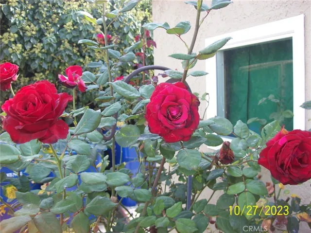 MATURE ROSES