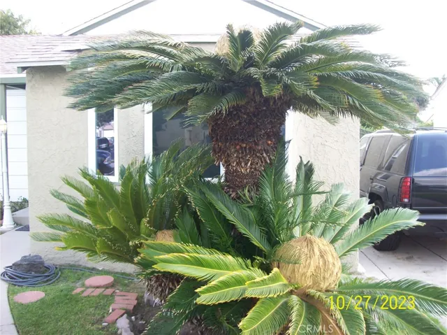 MATURE PALMS