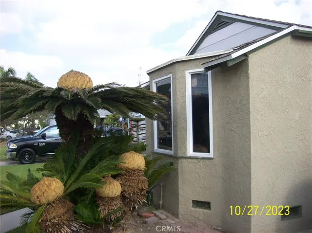 MATURE PALMS PLANTS IN FRONT OF HOME