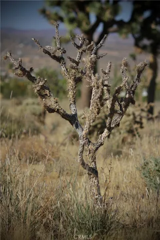 0 La Contenta Road, Joshua Tree, California 92252