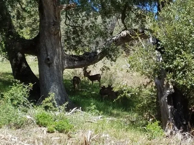 Let's visit the guest cabin.  Oh look, deer!