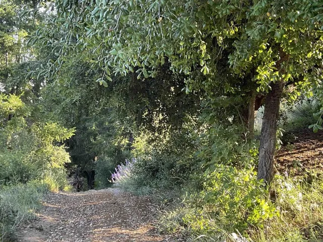 0 Rim Ranch Road, Palomar Mountain, California 92060