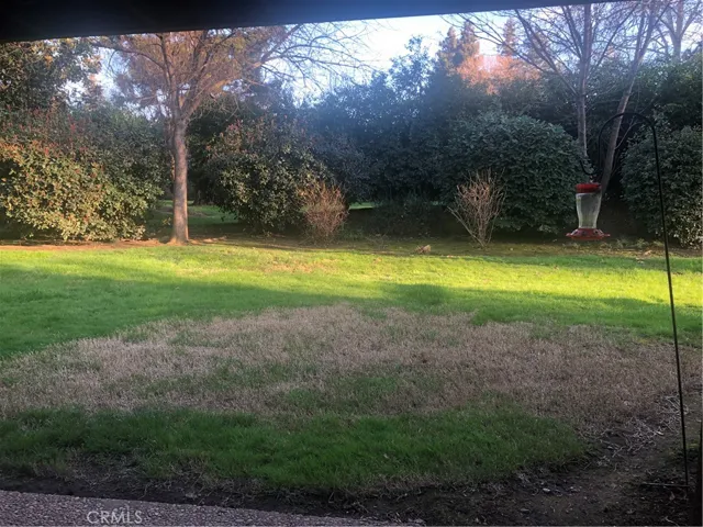 Back yard