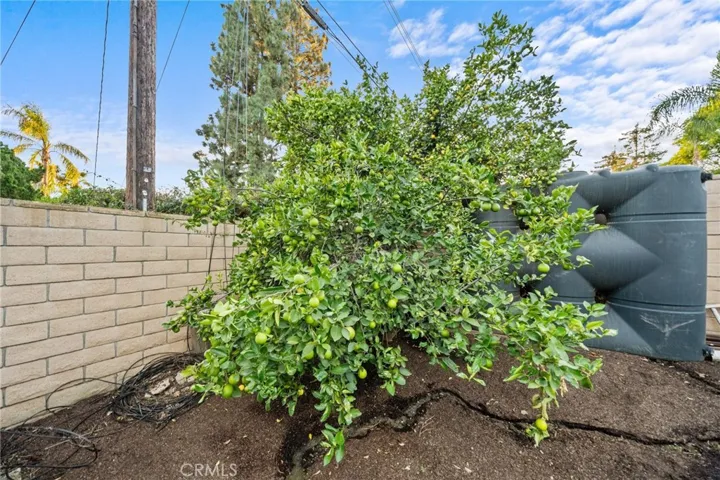 Rear Yard