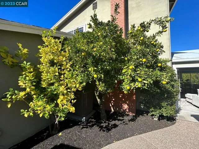 citrus tree is loaded!