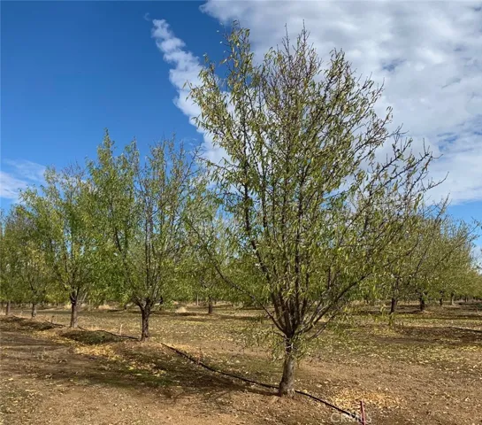 22085 Finnell, Corning, California 96021