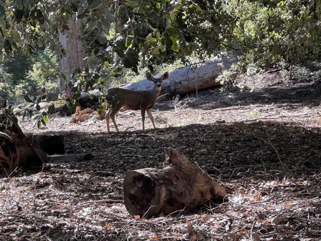 33611 Bailey Meadow Road, Palomar Mountain, California 92060