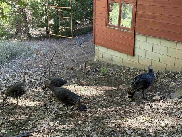 33611 Bailey Meadow Road, Palomar Mountain, California 92060