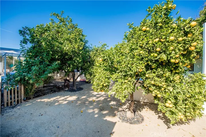 Fruit trees