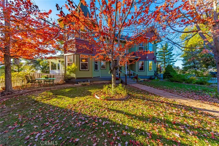 Front yard Maples