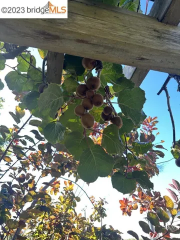 237 Bishop Ave, Richmond, California 94801
