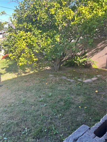 Lemon Tree