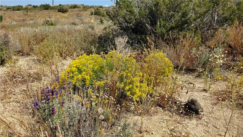 0 126th St East, Pearblossom, California 93553