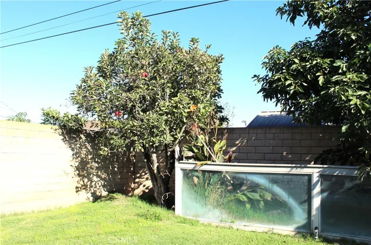 Apple tree