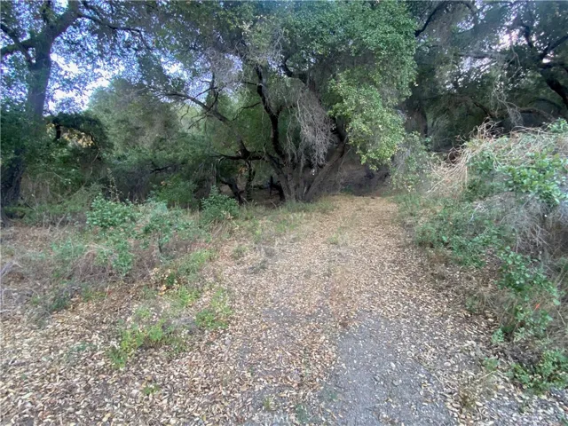 Natural Spring area