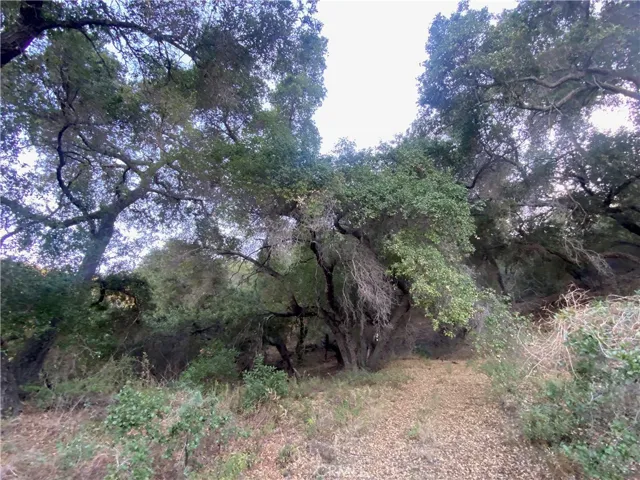 Oak Trees