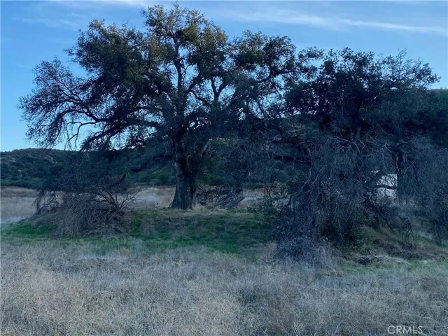 Ancient oak trees