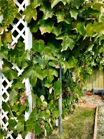 Rear Yard