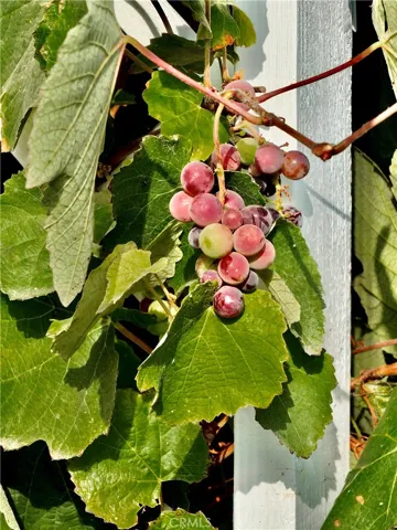 Fruit Trees