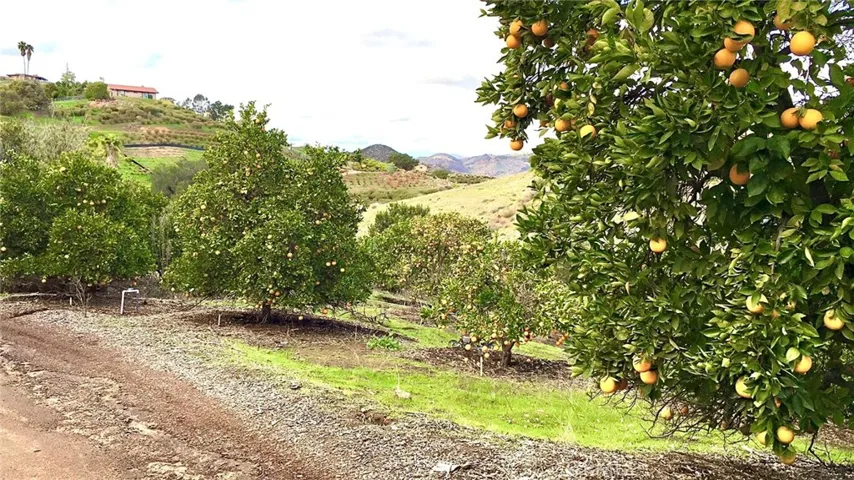 Citrus Trees