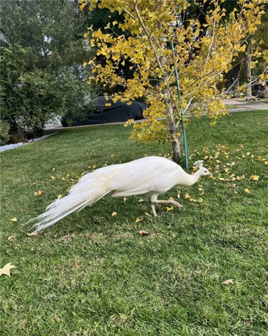Wildlife