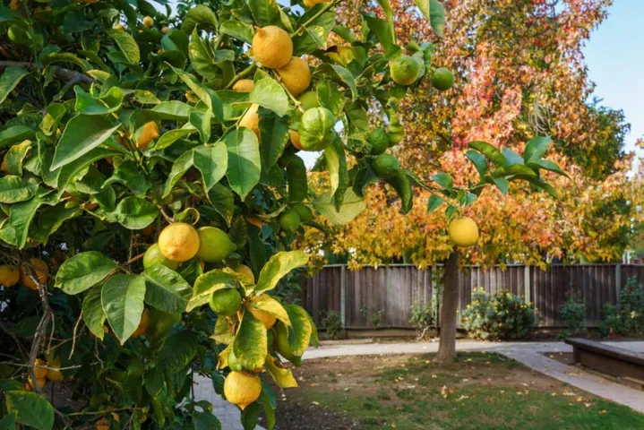 35249 Erving Court, Fremont, California 94536