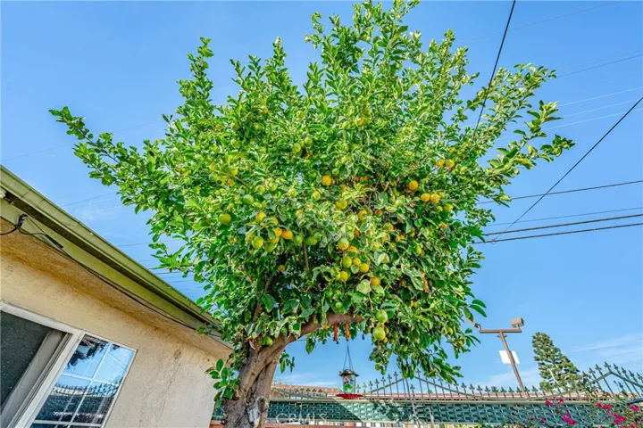 Lemon tree