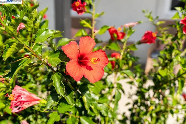 824 Ibis Dr, Oakley, California 94561