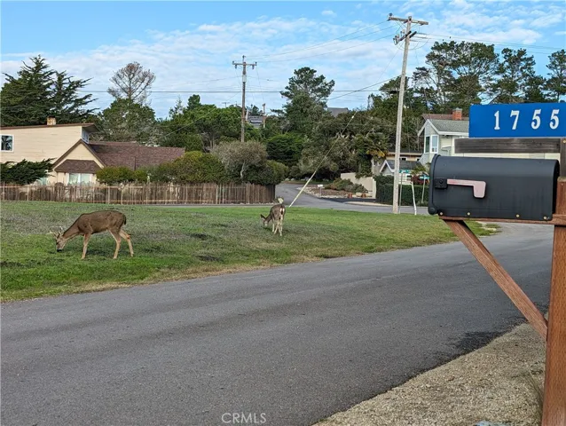 Deer nearby seen from front yard.