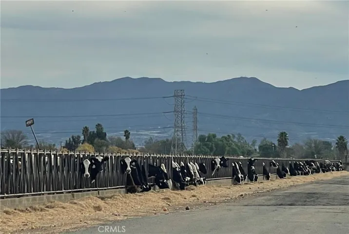 Chino is known for it's dairy farms