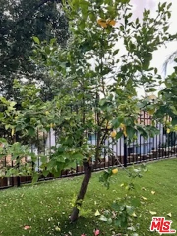 Lemon tree
