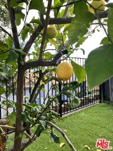 Lemon tree in backyard